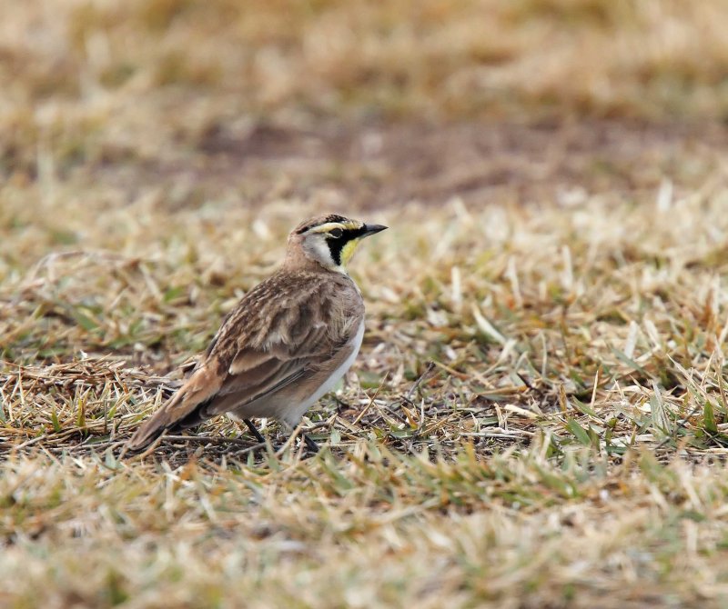 Horned Lark_4765.jpg