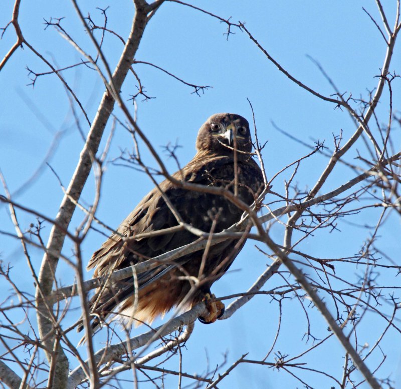 Ferruginous Hawk - dark morph adult_5008.jpg