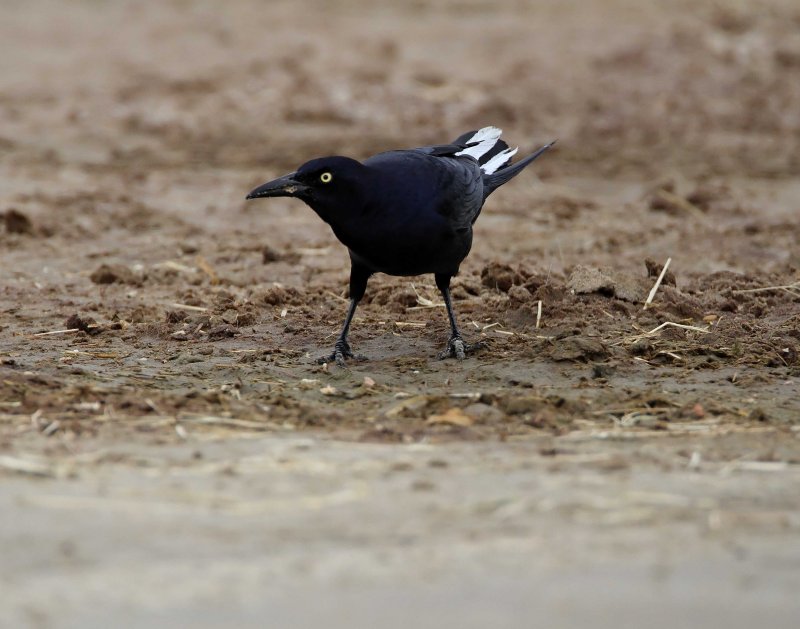 Great-tailed Grackle - leucistic_5116.jpg
