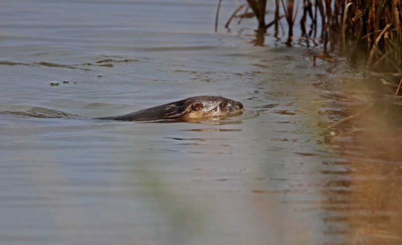 River Otter_5165.jpg