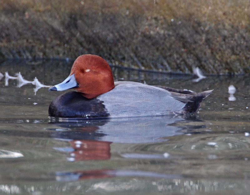 Redhead - male_5206.jpg