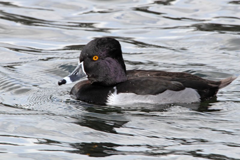 Ring-necked Duck_5217.jpg