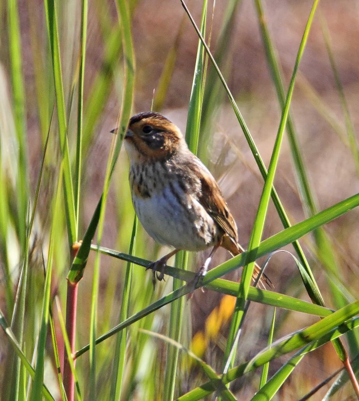 Nelsons Sparrow_5266.jpg