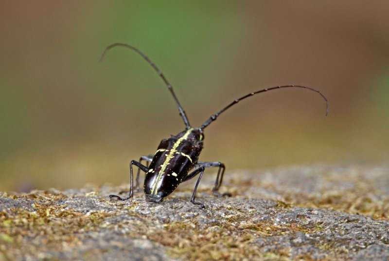 Beetle_6152.jpg