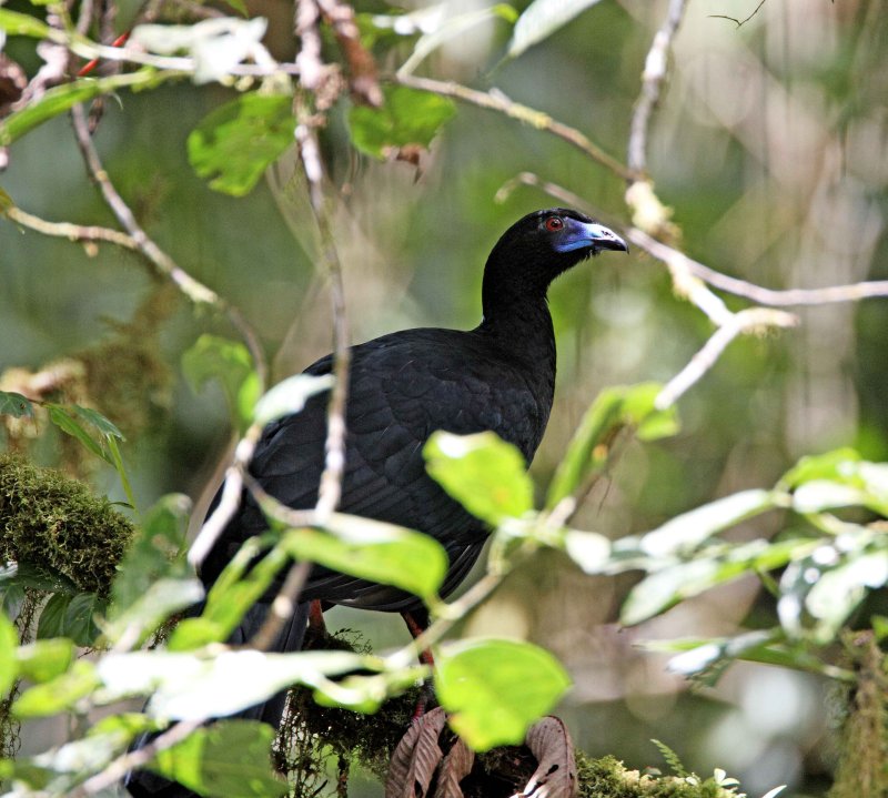 Black Guan_6182.jpg
