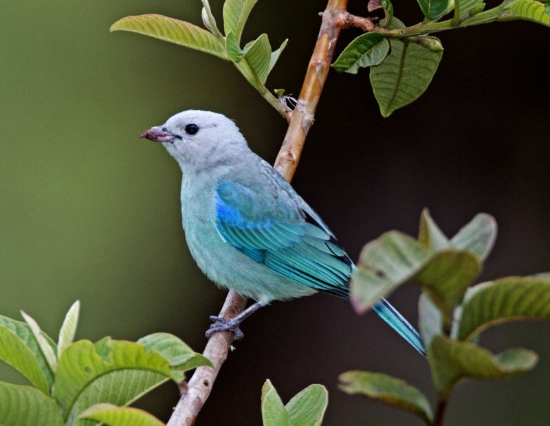 Blue-gray Tanager_6231.jpg