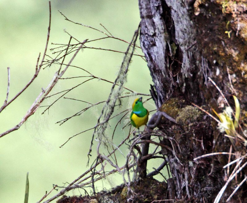Golden-browed Chlorophonia - male_6482.jpg