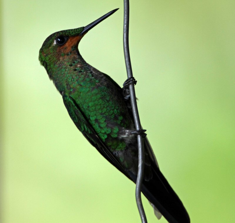 Green-crowned Brilliant - juvenile male_6386.jpg
