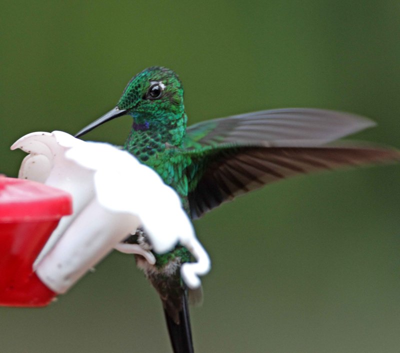 Green-crowned Brilliant - male_6048.jpg