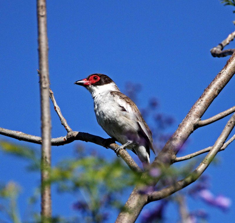 Masked Tityra - female_5858.jpg