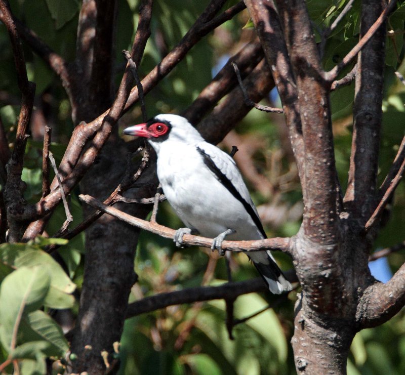 Masked Tityra - male_5850.jpg
