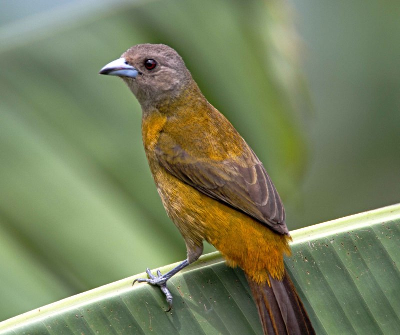 Passerinis Tanager - female_6258.jpg