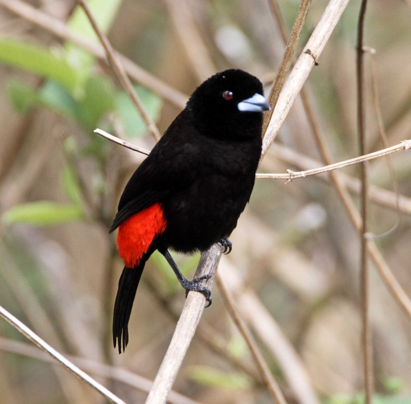 Passerinis Tanager - male_6292.jpg