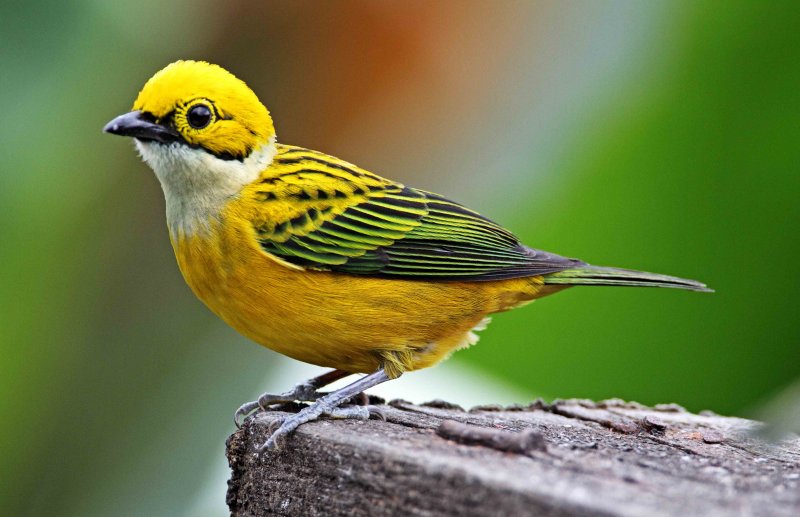 Silver-throated Tanager_6683.jpg