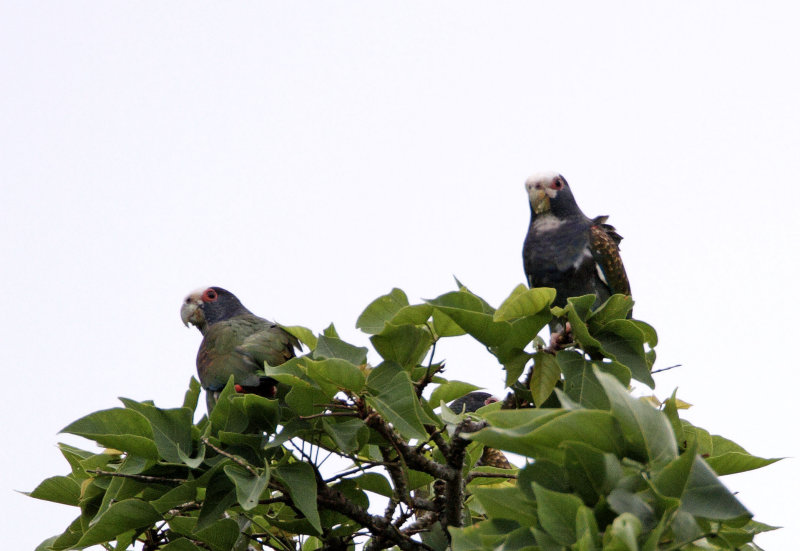 White-crowned Parrot_7048.jpg
