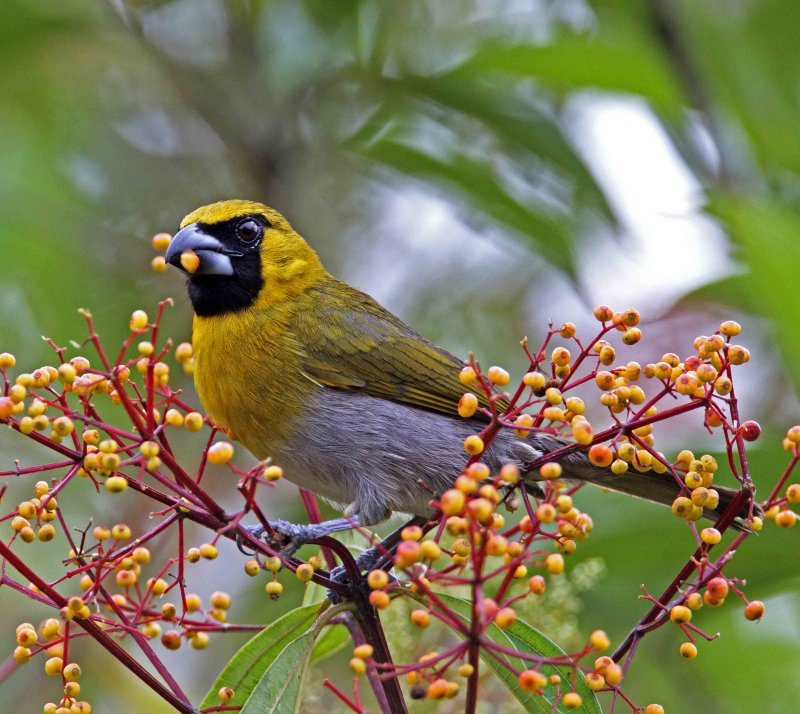 Black-faced Grosbeak_8184.jpg