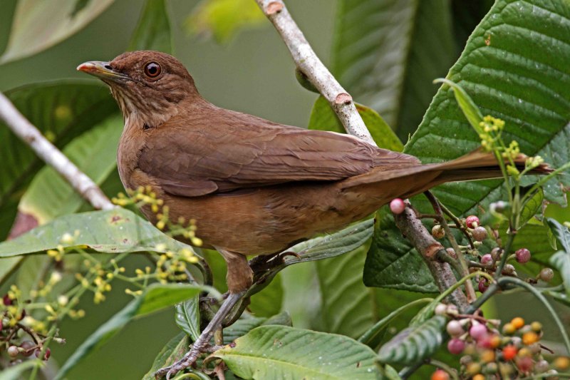 Clay-colored Thrush_8115.jpg