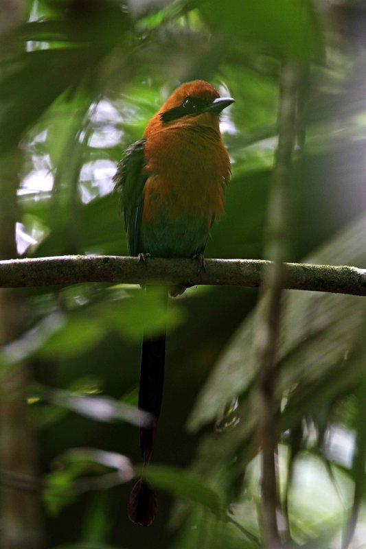 Rufous Motmot_7973.jpg