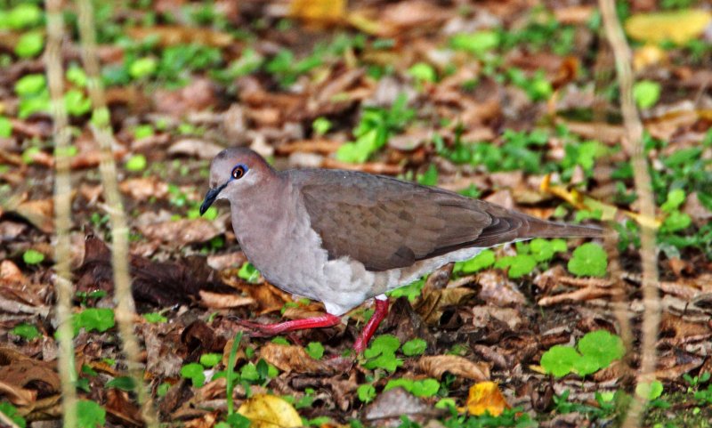 White-tipped Dove_8073.jpg