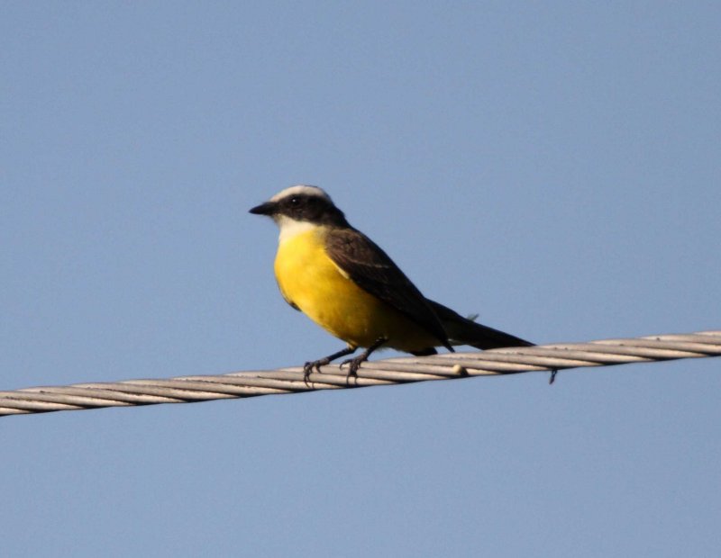 Social Flycatcher_5766.jpg