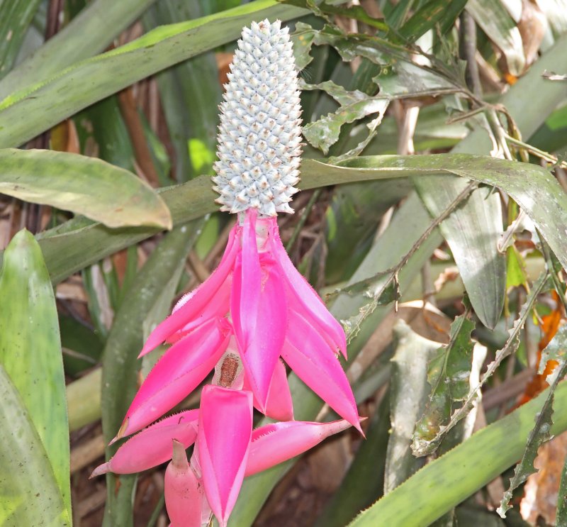 Corpus Bromeliad_7948.jpg