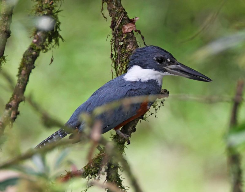 Ringed Kingfisher - female_8061.jpg