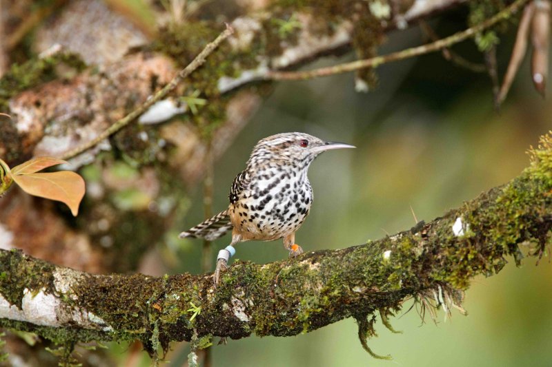 Band-backed Wren_8309.jpg