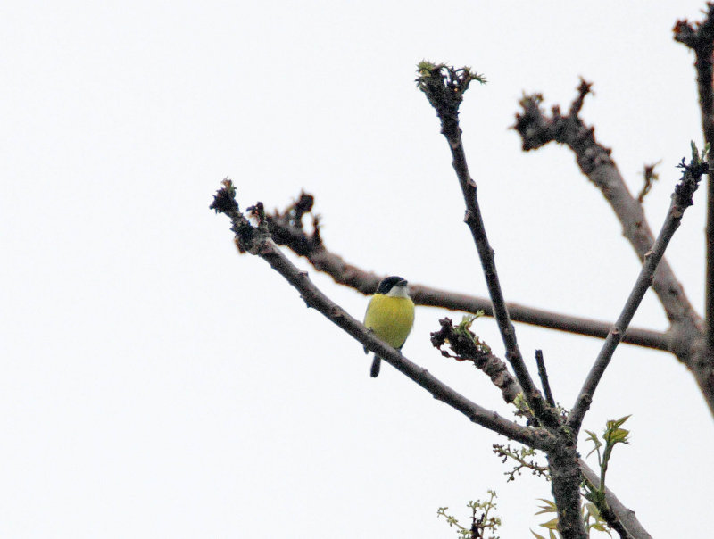 Black-headed Tody-Flycatcher_8369.jpg