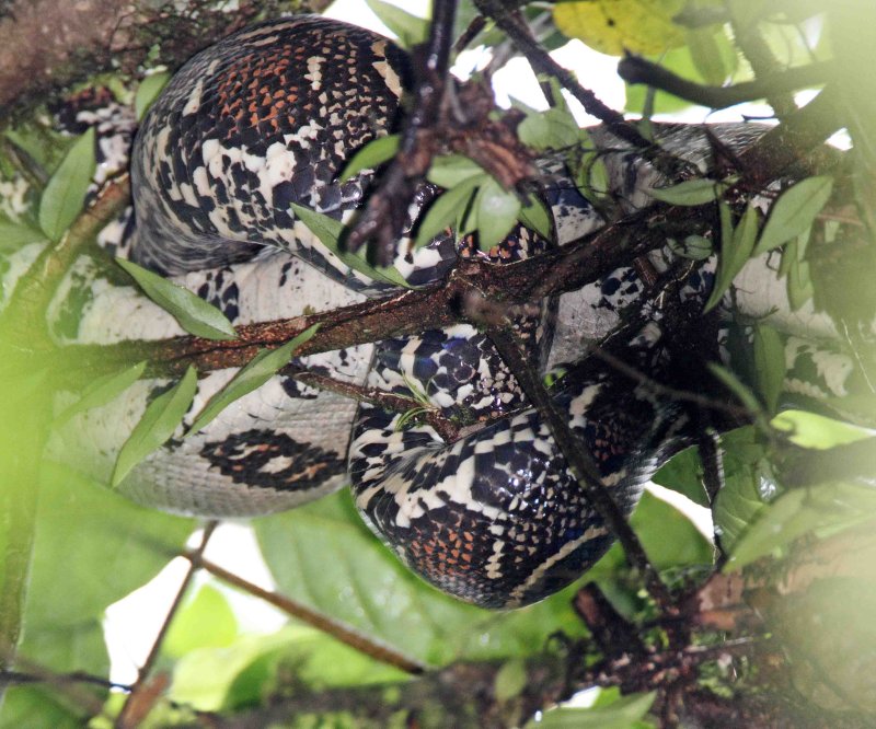 Boa Constrictor_8381.jpg