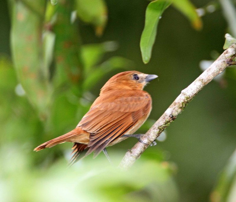 Cinnamon Becard_8351.jpg
