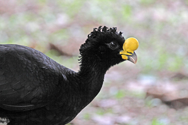 Great Curassow - male_8930.jpg