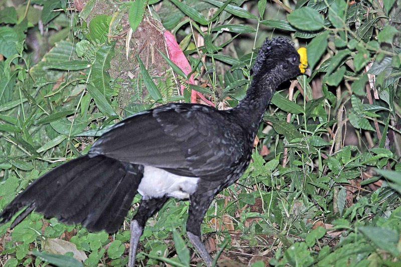 Great Curassow - male_8946.jpg