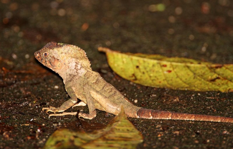 Smooth Helmeted Iguana _8991.jpg