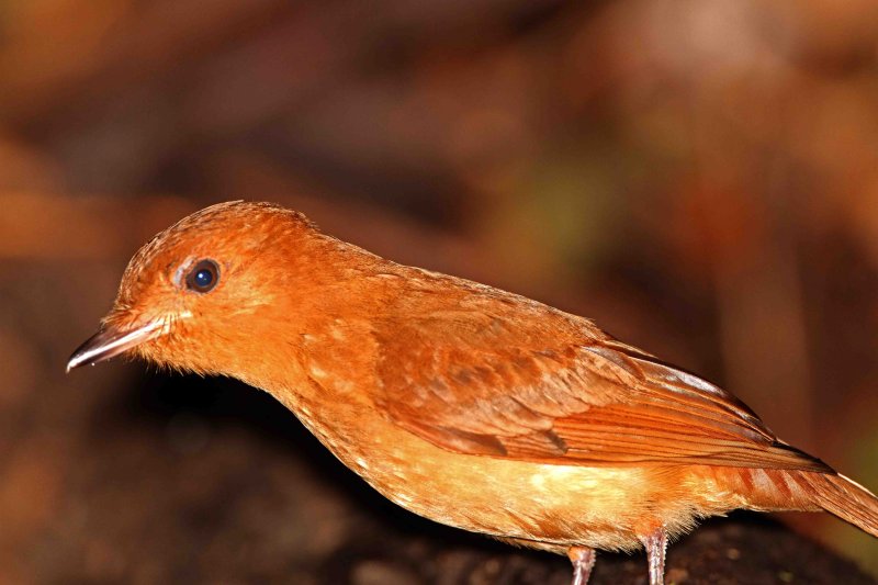 Rufous Mourner_8887.jpg