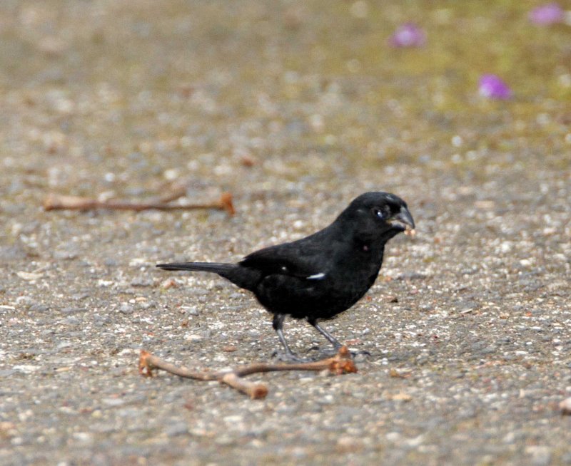 Variable Seedeater - male_8314.jpg