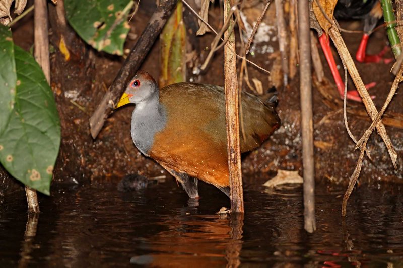 Baby Rail #4_0452.jpg