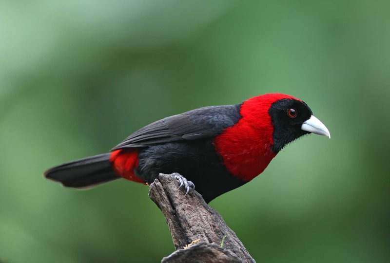 Crimson-collared Tanager_9308.jpg