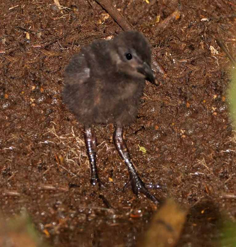Rufous-naped Wood-Rail chick_9992.jpg