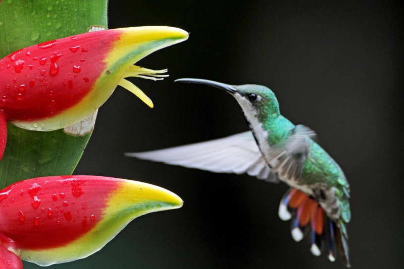 Green-breasted Mango - female_0131.jpg
