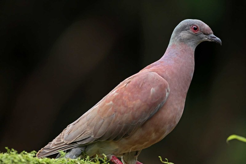 Pale-vented Pigeon_9307.jpg