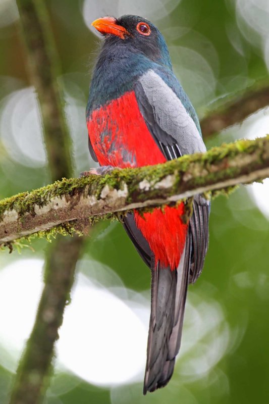 Slaty-tailed Trogon - male_9560.jpg