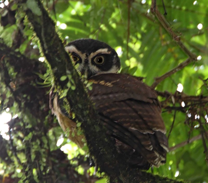 Spectacled Owl_9568.jpg