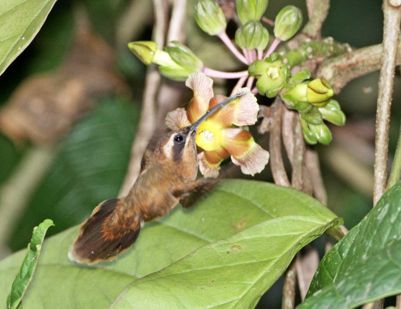 Stripe-throated Hermit_0552.jpg