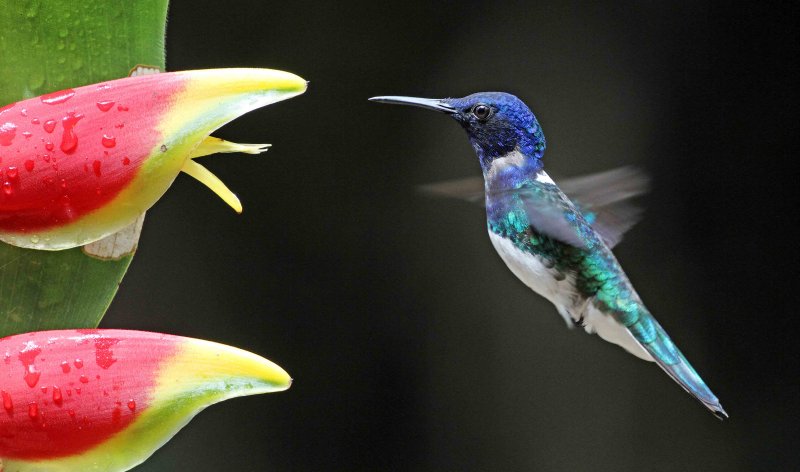 White-necked Jacobin_0282.jpg
