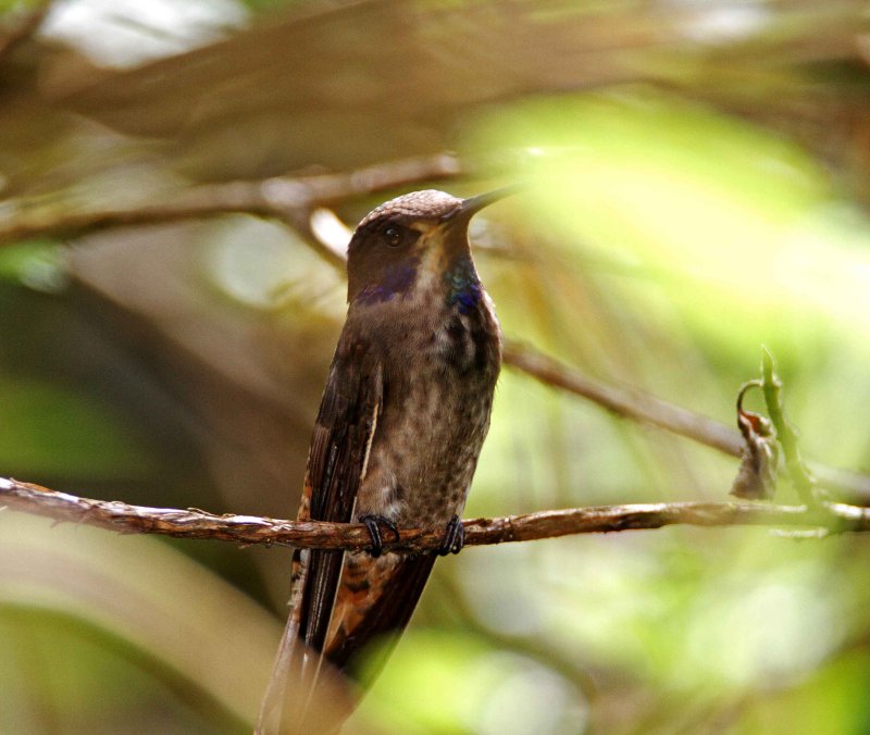 Brown Violetear_1169.jpg