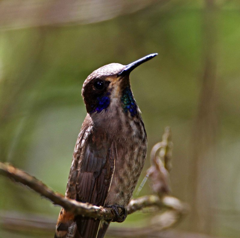 Brown Violetear_1196.jpg