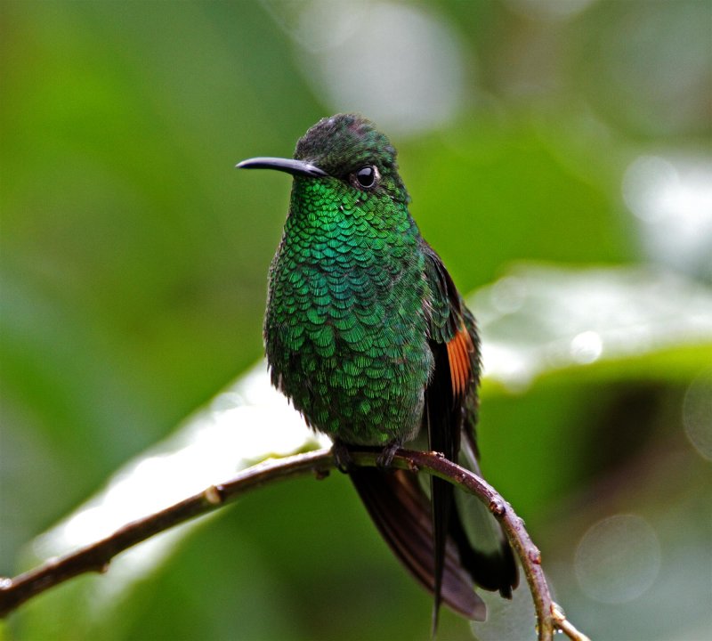 Stripe-tailed Hummingbird - male_2085.jpg