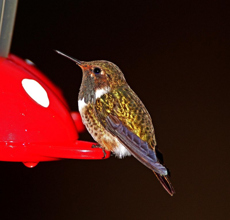 Volcano Hummingbird - male_2213.jpg