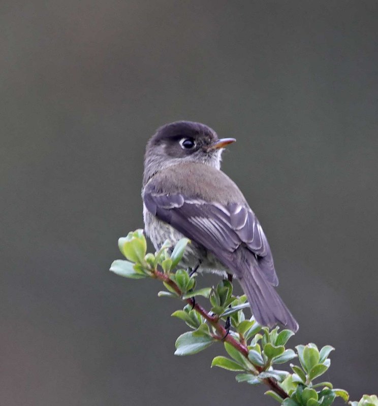 Black-capped Flycatcher_2853.jpg