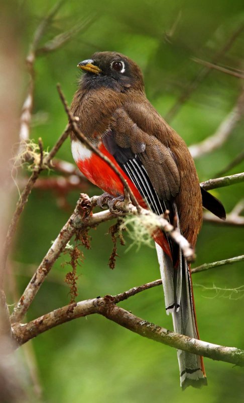 Collared Trogon - female_2797.jpg